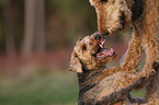 2 dogs