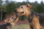 2 dogs