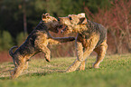 2 dogs