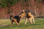 2 dogs