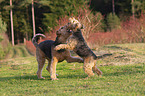 2 dogs