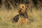 female Airedale Terrier