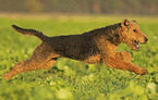 male Airedale Terrier