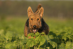 male Airedale Terrier