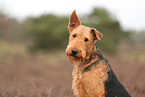 adult Airedale Terrier