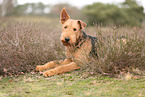 adult Airedale Terrier