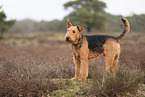 adult Airedale Terrier