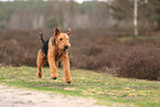 adult Airedale Terrier