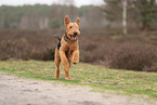 adult Airedale Terrier
