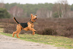 adult Airedale Terrier