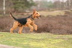 adult Airedale Terrier