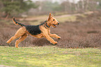 adult Airedale Terrier