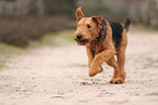 adult Airedale Terrier