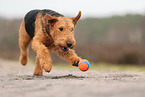 adult Airedale Terrier