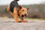 adult Airedale Terrier