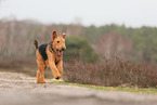 adult Airedale Terrier