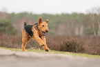adult Airedale Terrier