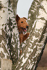 adult Airedale Terrier
