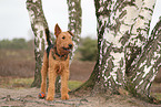 adult Airedale Terrier