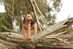 adult Airedale Terrier