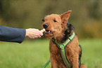 Airedale Terrier