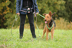 Airedale Terrier