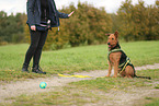 Airedale Terrier