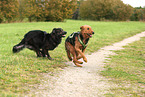 dogs