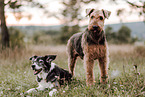 dogs