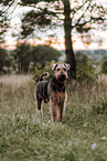 Airedale Terrier
