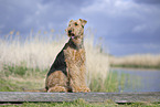 Airedale Terrier