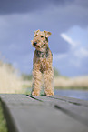 Airedale Terrier