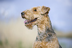 Airedale Terrier