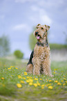 Airedale Terrier