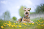 Airedale Terrier