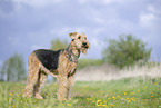 Airedale Terrier