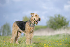 Airedale Terrier