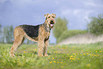 Airedale Terrier
