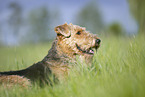 Airedale Terrier