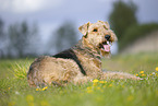 Airedale Terrier