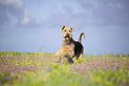 Airedale Terrier