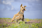 Airedale Terrier