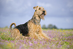 Airedale Terrier