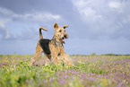 Airedale Terrier