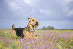 Airedale Terrier