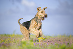 Airedale Terrier