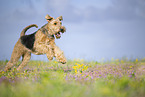 Airedale Terrier