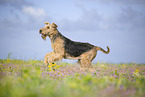 Airedale Terrier