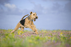 Airedale Terrier