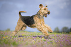 Airedale Terrier